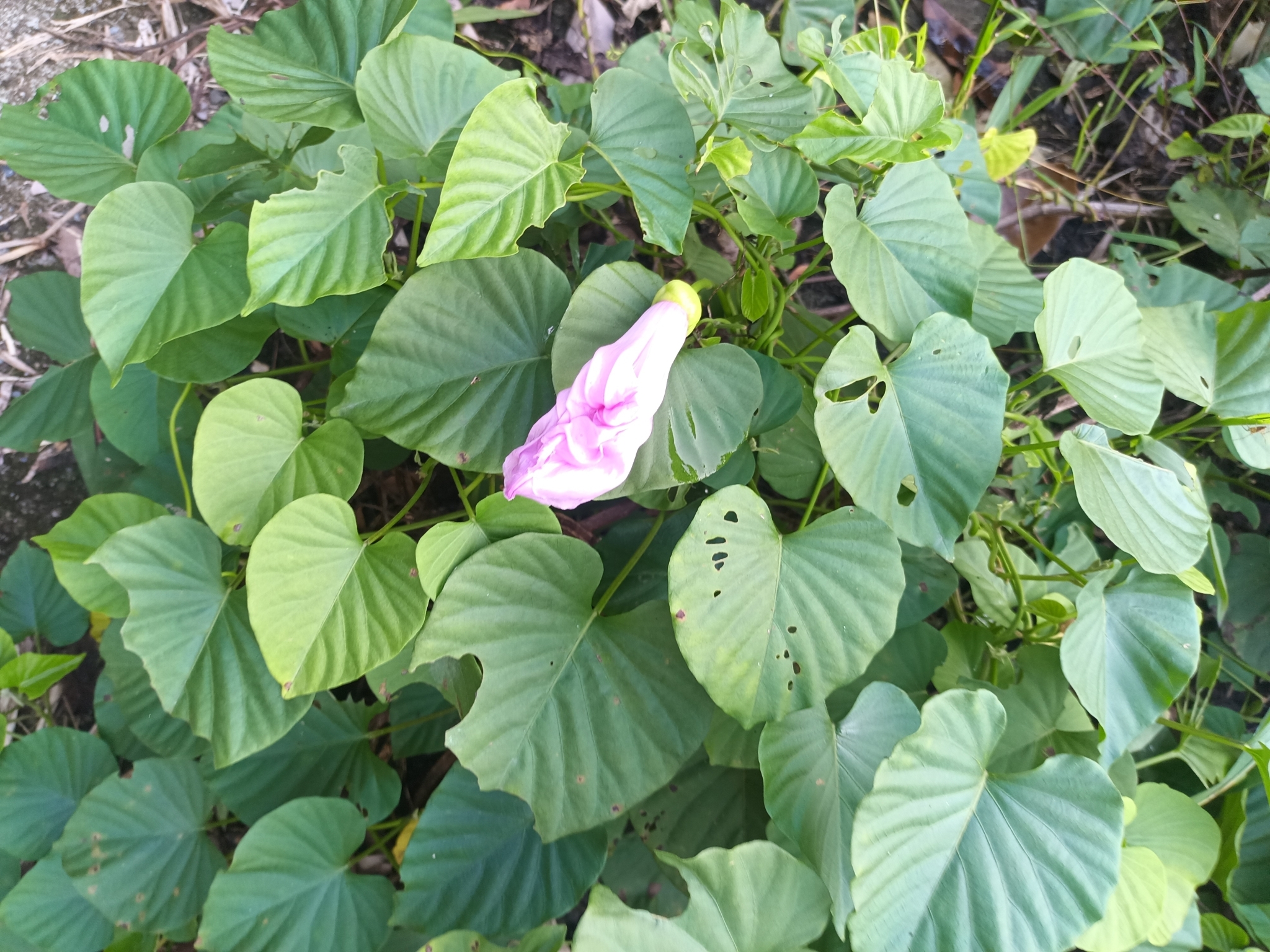 Spottedheart (Stictocardia tiliifolia)
