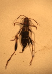 Neoclytus mucronatus