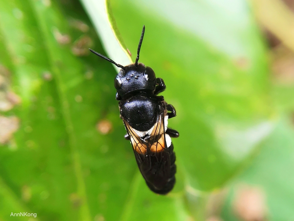 Disjunct Resin Bee