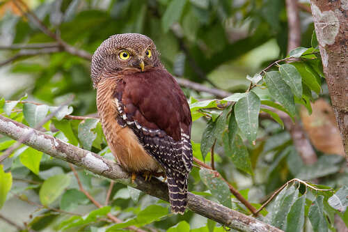 Sjöstedt's Owlet