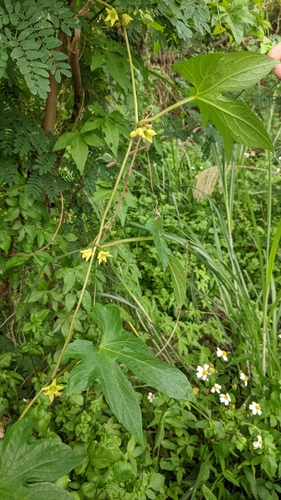 Foto de Melancia-de-papagaio