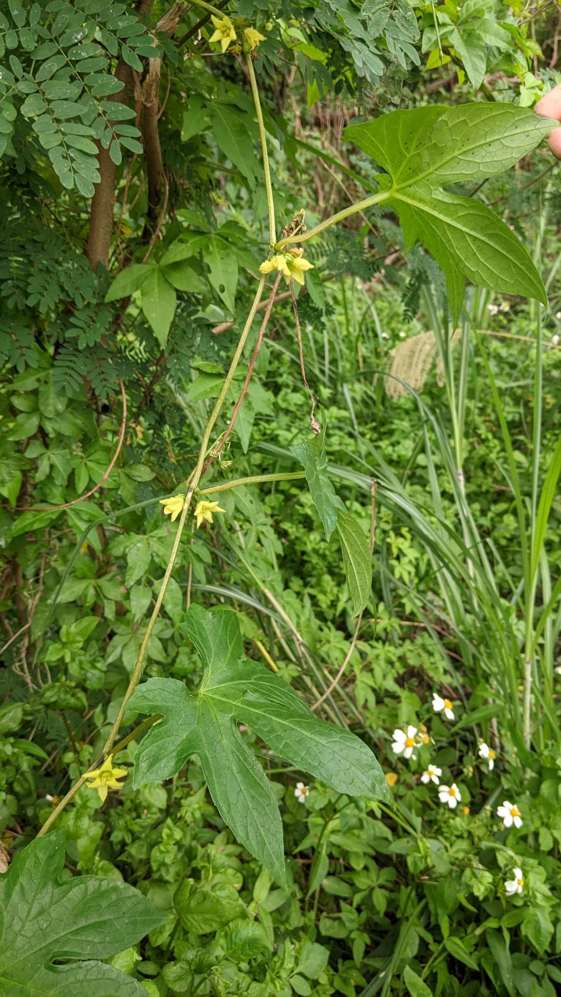 Imagem de Melancia-de-papagaio