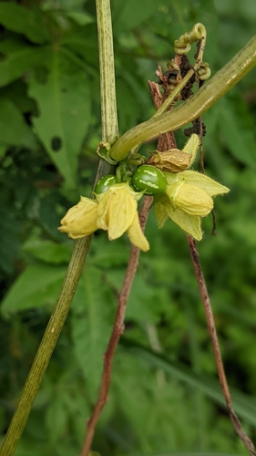 Foto de Melancia-de-papagaio