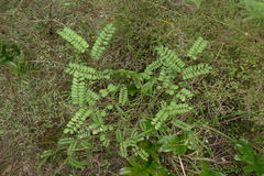 Sophora molloyi