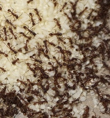 Neivamyrmex nigrescens