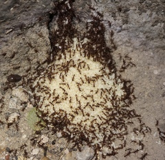 Neivamyrmex nigrescens