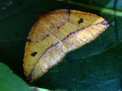 Heterolocha