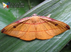 Hypochrosis hyadaria