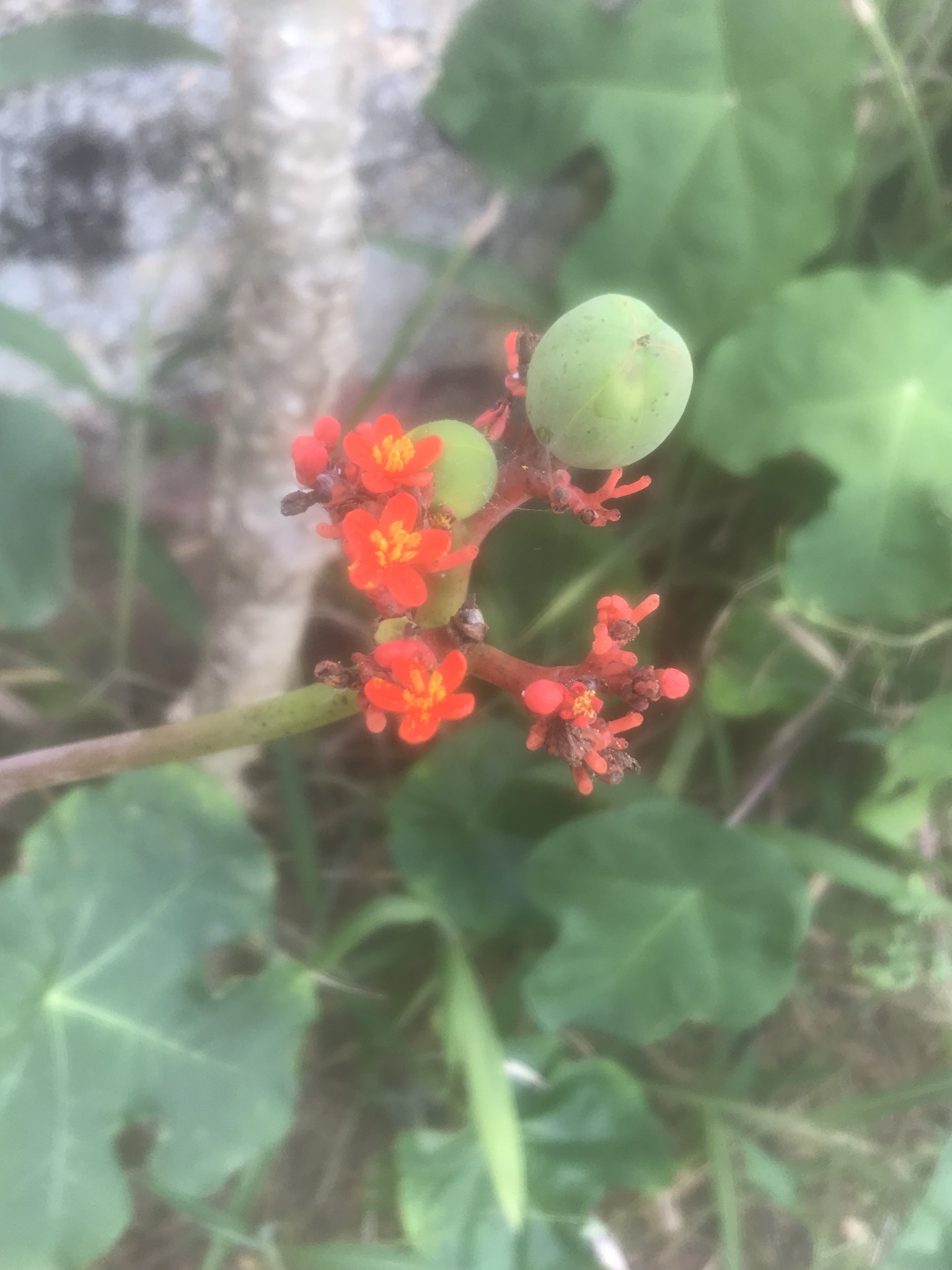Jatropha podagrica — ảnh 3