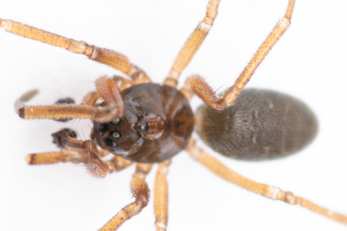 Swamp Lookout Spider