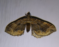 Pelurga comitata