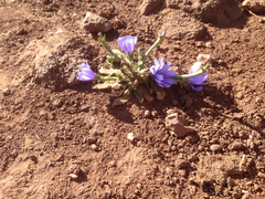 Cichorium pumilum