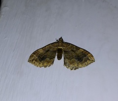 Pelurga comitata