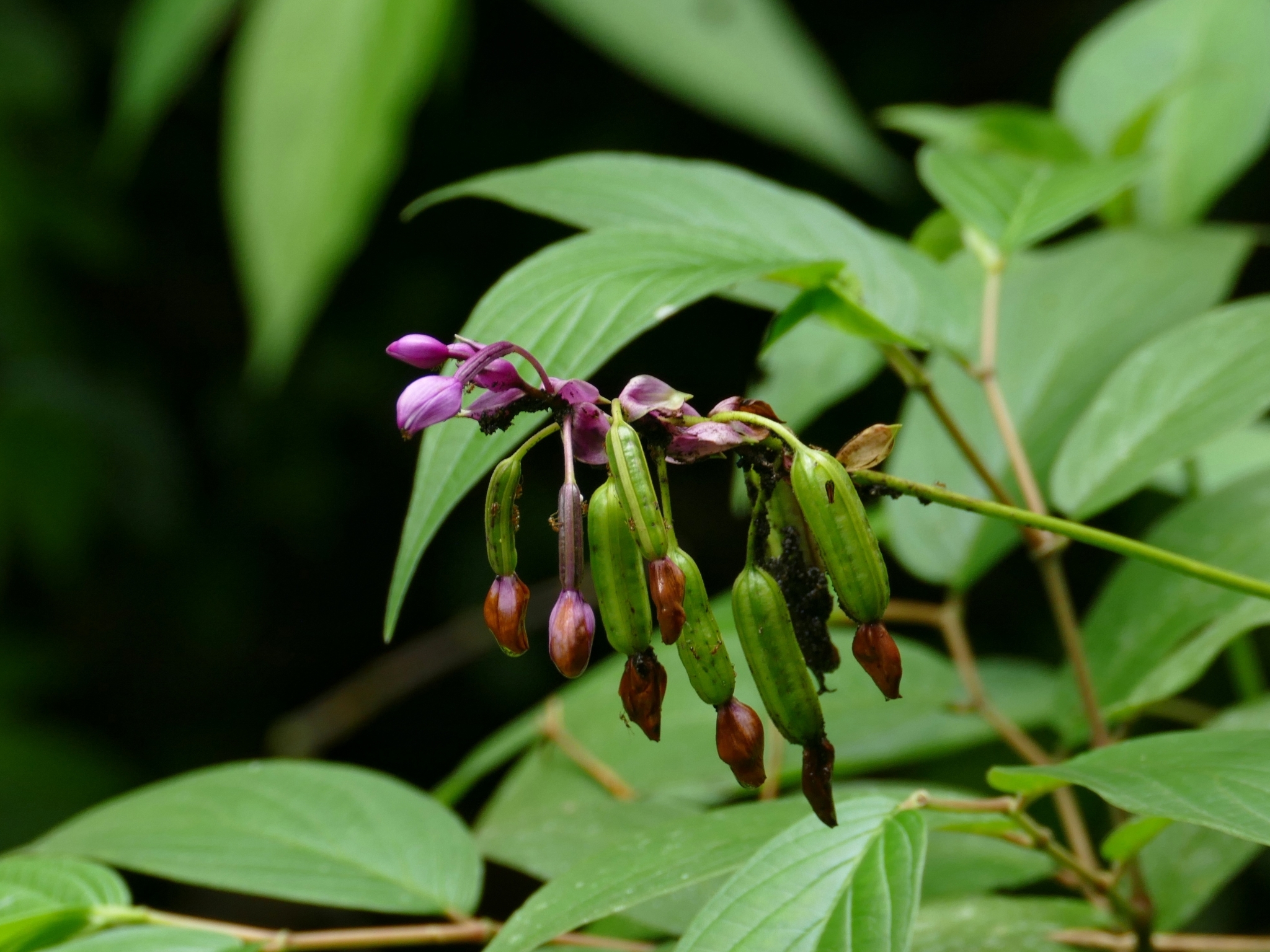 Imagem de Orquídea grapete