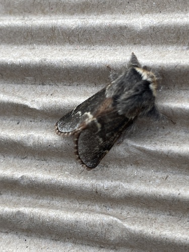 Poecilocampa populi populi