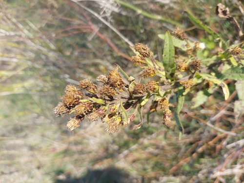 Foto de Tabua