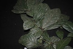Cordia nodosa