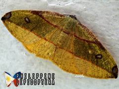 Hypochrosis hyadaria