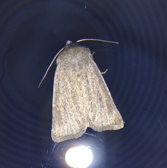 Photedes fluxa
