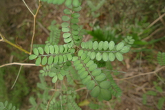 Sophora molloyi