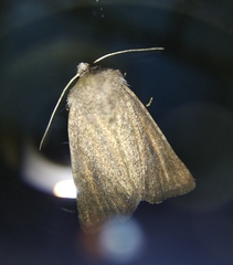 Photedes fluxa