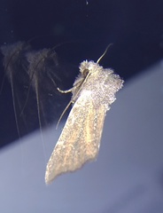 Photedes fluxa