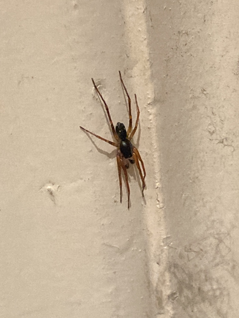 Battalus diadens