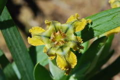 Ferraria variabilis