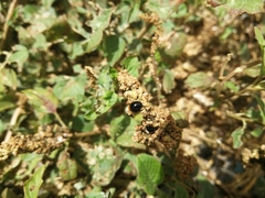 Exochomus nigripennis