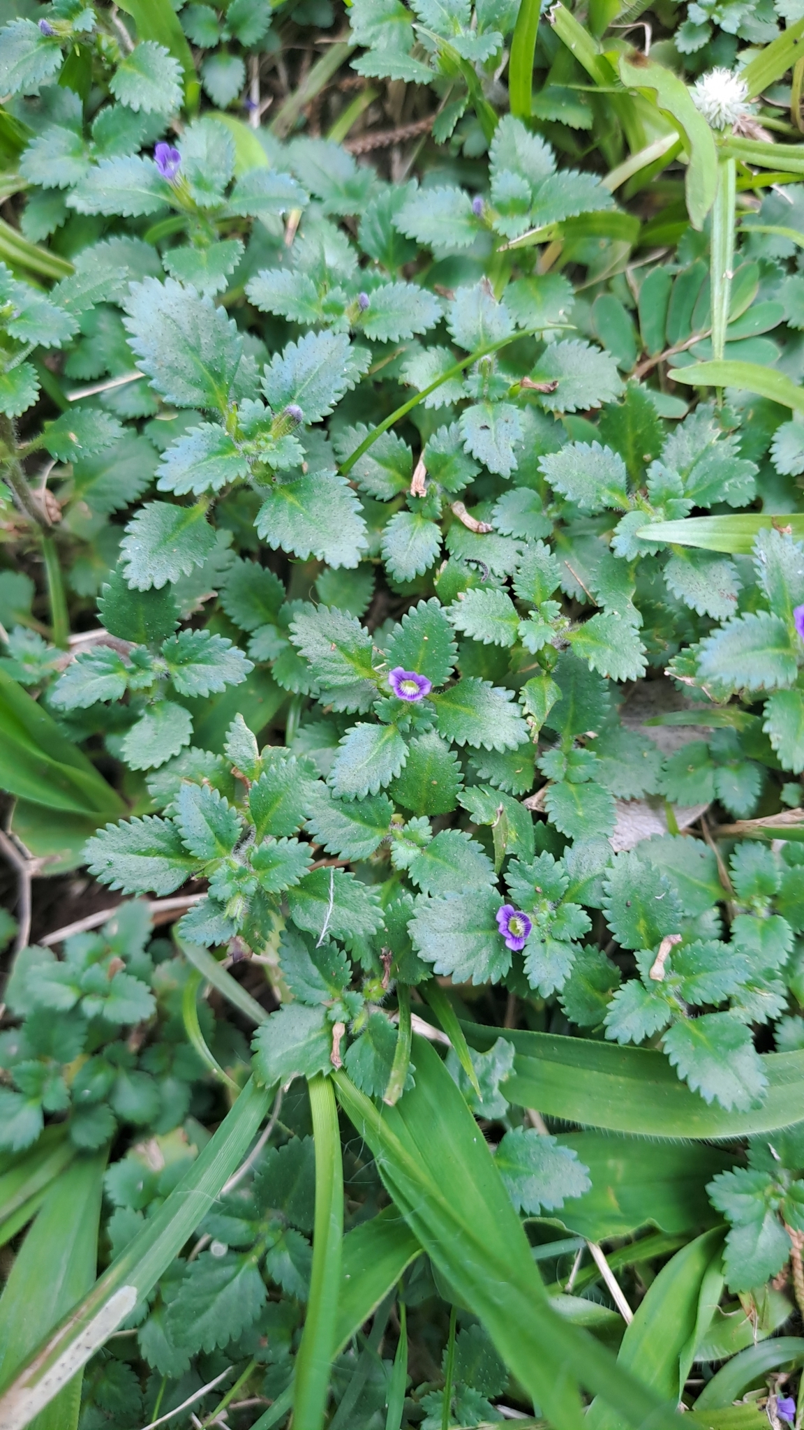 Stemodia verticillata — ảnh 2