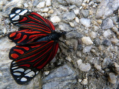 Campylotes histrionicus