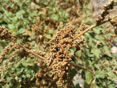 Exochomus nigripennis