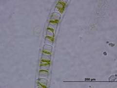 Ulothrix