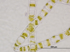 Ulothrix