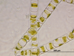 Ulothrix