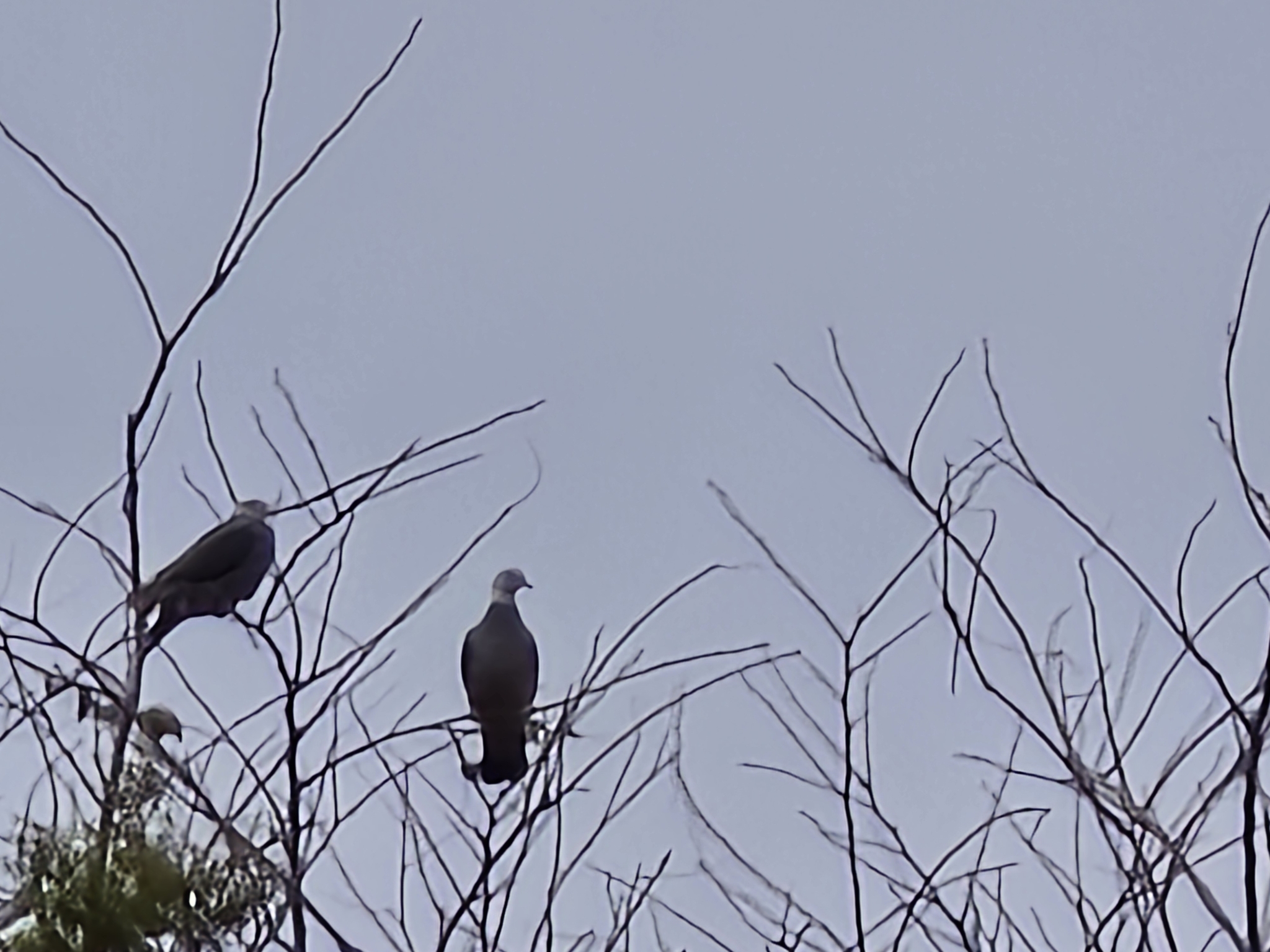 Ashy Wood Pigeon (Columba pulchricollis), photo 10