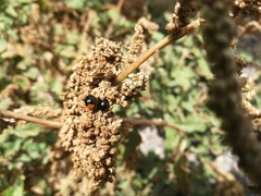 Exochomus nigripennis