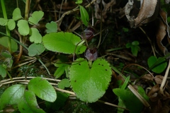 Corybas hatchii