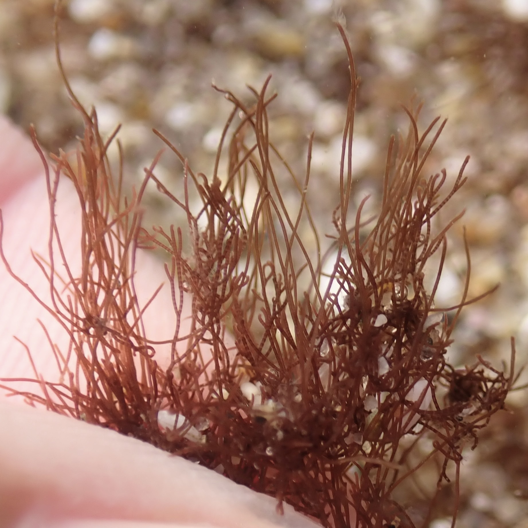 Polysiphonia indigena