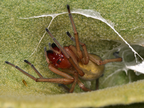 European Yellow Sac Spider
