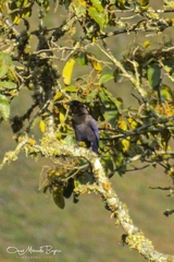 Cyanocorax cyanomelas