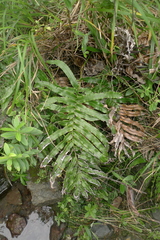 Blechnum triangularifolium