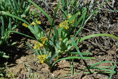 Ferraria variabilis