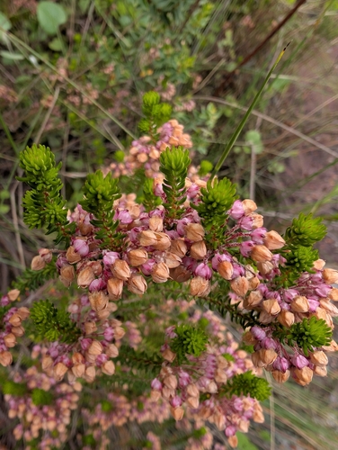 Image of Cube Heath (Erica cubica) by (c) Michael D. Pirie, some rights reserved (CC BY)