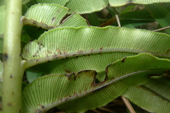 Blechnum triangularifolium