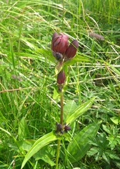 Gentiana purpurea
