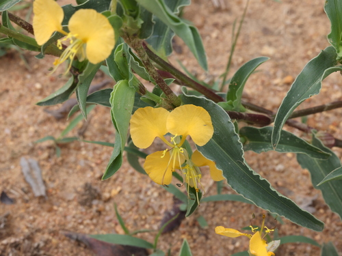 African Yellow Dayflower