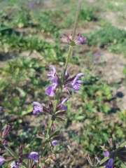 Salvia virgata