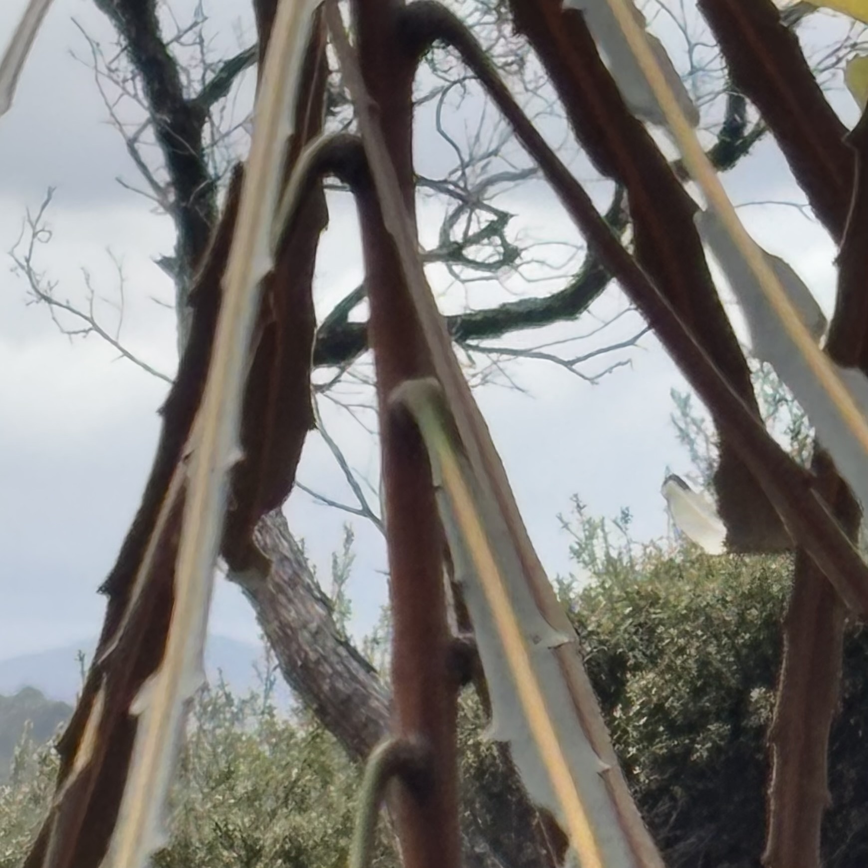 Imagem de Lancewood