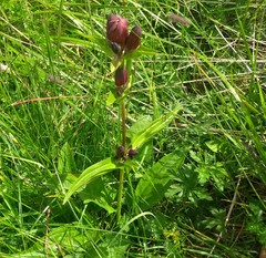 Gentiana purpurea